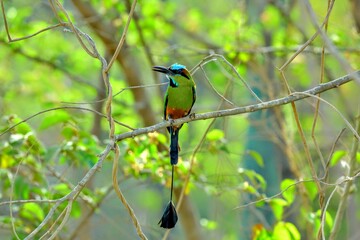 Oiseaux tropicaux du Costa Rica