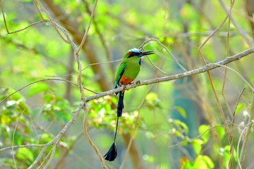 Oiseaux tropicaux du Costa Rica