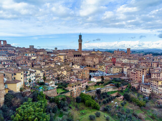 Obraz premium detail of a European tabby cat in the garden