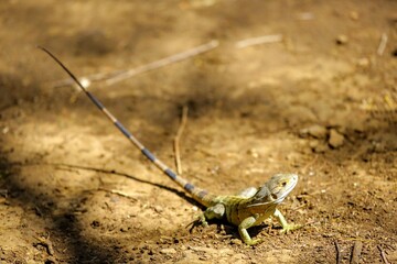 Faune du Costa Rica