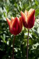 two colors tulips at garden on green blurry background