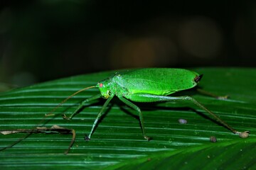 Faune du Costa Rica