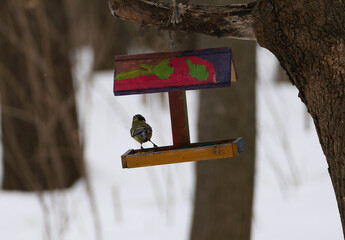 Bird feeder in winter on a tree. Wintering birds in