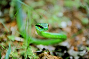 Faune du Costa Rica