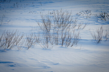 Fototapeta na wymiar Bushes on a snowy glade in winter.