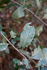 Simple alternate distally narrow rounded proximally acute dentately margined leaves of Toyon, Heteromeles Arbutifolia, Rosaceae, native shrub in Topanga State Park, Santa Monica Mountains, Winter.