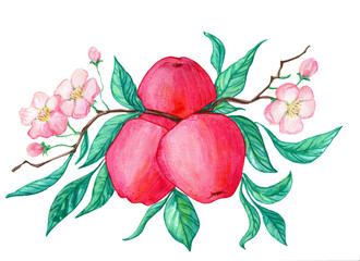 Apple, watercolor drawing, red apples, green leaves, light flowers
