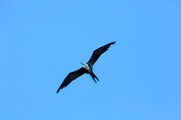 Oiseaux tropicaux du Costa Rica, Amérique Centrales