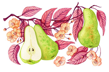 Pear watercolor drawing, green pear, pink leaves, peach flowers