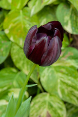 tulipán negro
