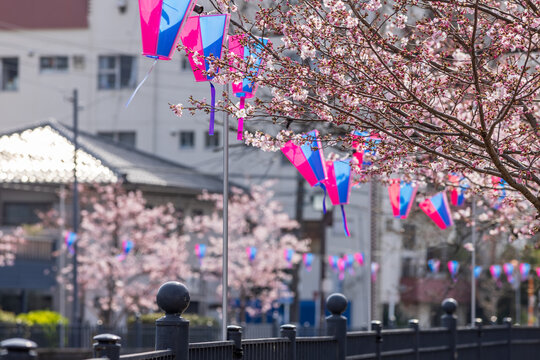 1 7 最適な お花見提灯 画像 ストック写真 ベクター Adobe Stock