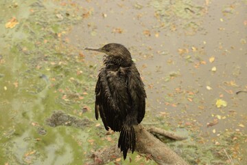 little cormorant drying up after a fishing dip