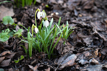Beautiful white snowdrops sprout through the fallen leaves in the forest