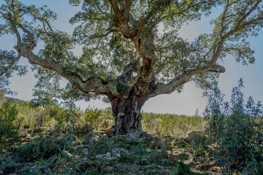 Alcornoques en el Parque Nacional de Monfrag&uuml;e. Red Natura 2000.Arboles centenarios. Extremadura. Espa&ntilde;a