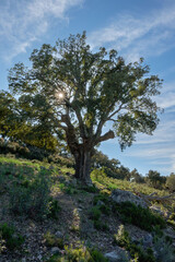 Alcornoques en el Parque Nacional de Monfragüe. Red Natura 2000.Arboles centenarios. Extremadura. España