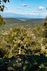 Obraz na płótnie Canvas Alcornoque en el Parque Nacional de Monfragüe. Red Natura 2000. España