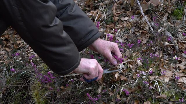 Picking Winter Heath in spring blooming (Erica carnea) - (4K)