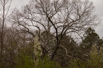 Obraz premium Taking A Stroll Around Rock Springs Park GA