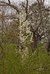 Taking A Stroll Around Rock Springs Park GA