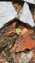 Perseverance and resilience green weeds grew on rocks.