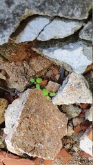 Perseverance and resilience green weeds grew on rocks.