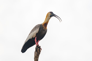 The Buff-necked ibis (Theristicus caudatus)
