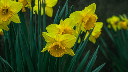 yellow daffodils in the garden