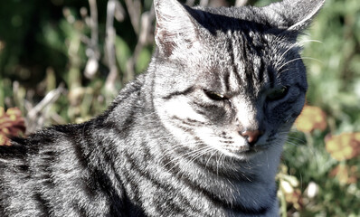 detail of a European tabby cat in the garden