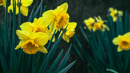 yellow daffodils in the garden