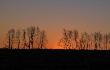 atardecer entre arboles 