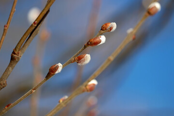 Pussy willow flowers on the branch on blue sky background, blooming verba in spring forest. Palm Sunday symbol, catkins for Easter background