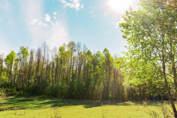 linde bosque primaveral con arcoíris de luz  cielo azul HDR
