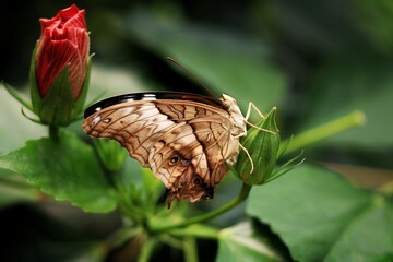 Photo d'un papillon posé sur un bourgeon devant une fleur prête à éclore © Lucas