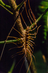 Centipede in Bako national park on Borneo island, Malaysia