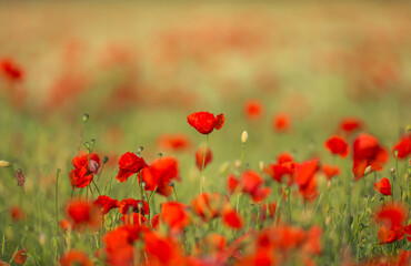 Fototapeta na wymiar Red poppy field. Selective focus on a single poppy taller than the other poppies. Blurred background. Horizontal. Space for copy. Concept: Peace and tranquility.