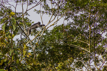 Silvery lutung (Trachypithecus cristatus) near Kinabatangan river, Sabah, Malaysia