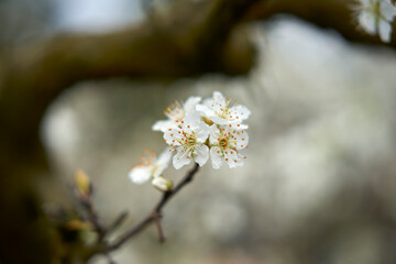 Cherry blossom on a branch