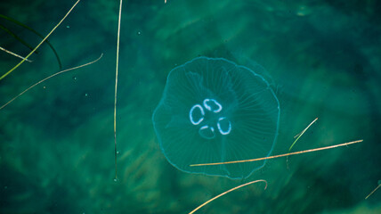 jellyfish on the water surface