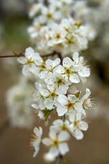 White cherry blossom
