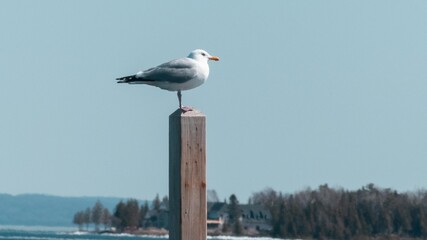 Seagull on a post in Michigan. Ferry Beach in Charlevoix.