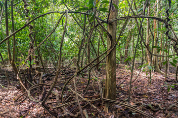 Rainforest near Kinabatangan river, Sabah, Malaysia