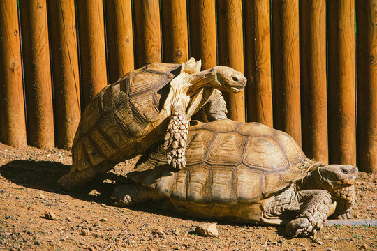 Tortugas apare&aacute;ndose