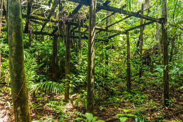 Old rotten wooden hut in the rainforest near Kinabatangan river, Sabah, Malaysia