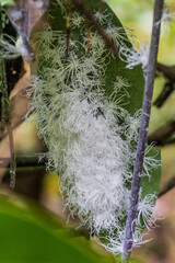 Cotton bug in the rainforest near Kinabatangan river, Sabah, Malaysia