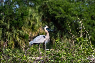 Great blue heron perched in a tree in the swamp.