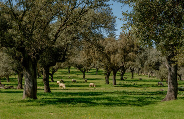 Dehesa en el Parque Nacional de Monfragüe. Red Natura 2000. España