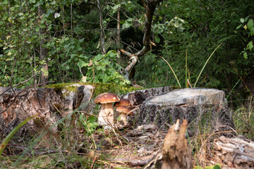 A family of boletus grows in the forest. Forest porcini mushrooms in their natural habitat. Species of the genus Boletus