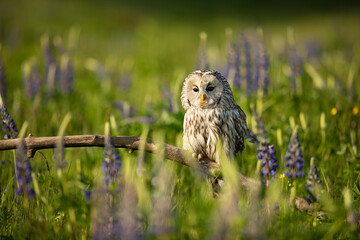 Ural owl siting on broken branch inside flowering meadow in summer morning