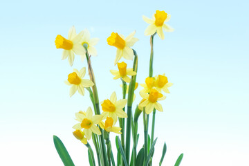 Obraz premium First spring yellow blooming flowers narcissus against blue background