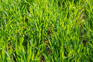 green grass in a meadow to the beetle